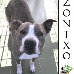 ZONTXO