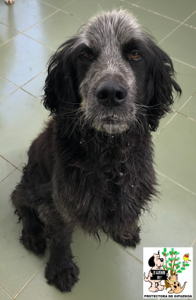 ADOPTADO ADOPTADO