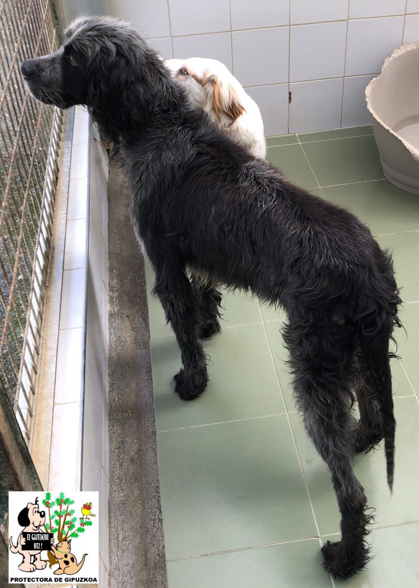 ADOPTADO ADOPTADO