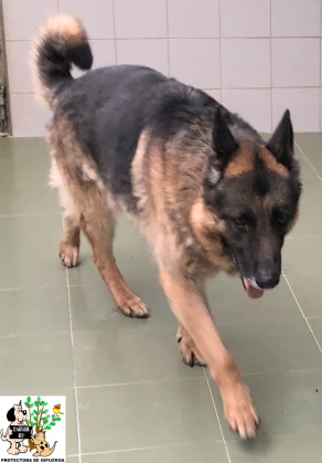 (Español) ADOPTADO (Español) ADOPTADO