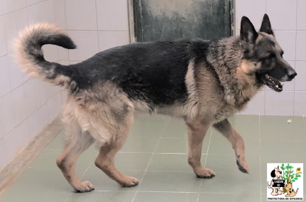 (Español) ADOPTADO (Español) ADOPTADO