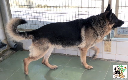 (Español) ADOPTADO (Español) ADOPTADO