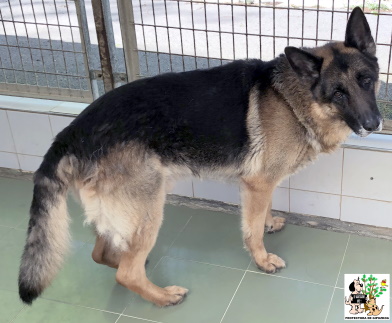 (Español) ADOPTADO (Español) ADOPTADO