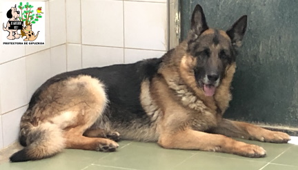 (Español) ADOPTADO (Español) ADOPTADO