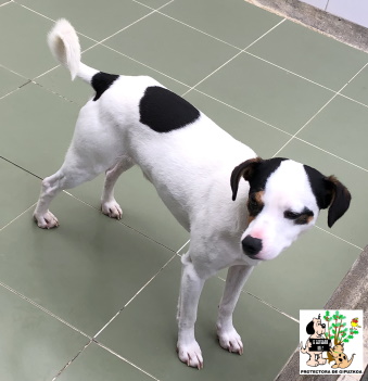 ADOPTADO ADOPTADO