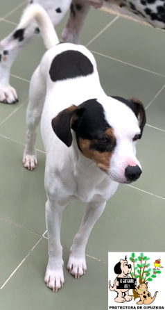 ADOPTADO ADOPTADO