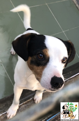 ADOPTADO ADOPTADO