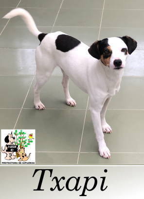 ADOPTADO ADOPTADO