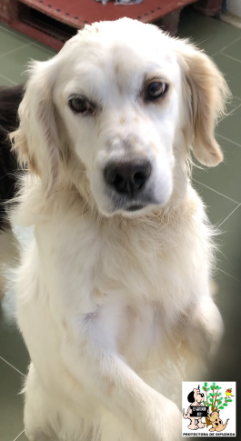 (Español) ADOPTADO (Español) ADOPTADO