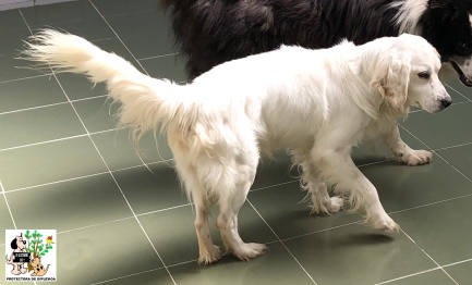 (Español) ADOPTADO (Español) ADOPTADO