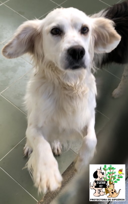 (Español) ADOPTADO (Español) ADOPTADO