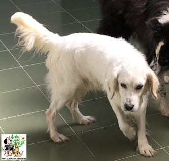 (Español) ADOPTADO (Español) ADOPTADO