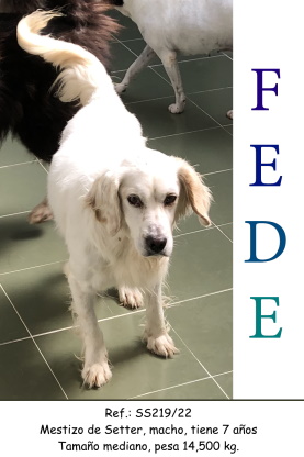 (Español) ADOPTADO (Español) ADOPTADO