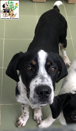 ADOPTADO ADOPTADO