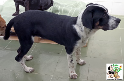 ADOPTADO ADOPTADO