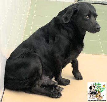 (Español) ADOPTADO (Español) ADOPTADO