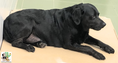 (Español) ADOPTADO (Español) ADOPTADO