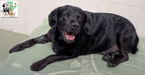 (Español) ADOPTADO (Español) ADOPTADO