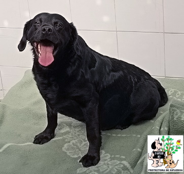 (Español) ADOPTADO (Español) ADOPTADO