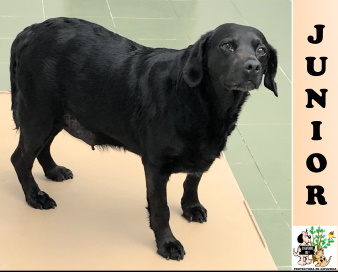 (Español) ADOPTADO (Español) ADOPTADO
