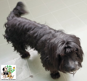 (Español) ADOPTADA (Español) ADOPTADA