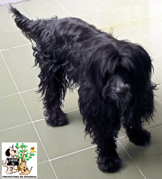 (Español) ADOPTADA (Español) ADOPTADA