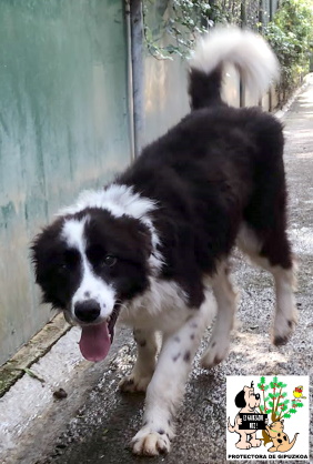 ADOPTADO ADOPTADO