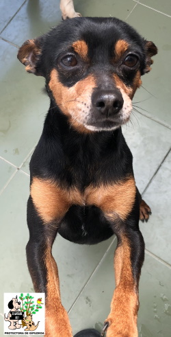 (Español) ADOPTADO (Español) ADOPTADO