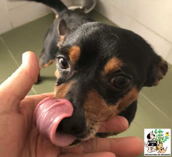(Español) ADOPTADO (Español) ADOPTADO