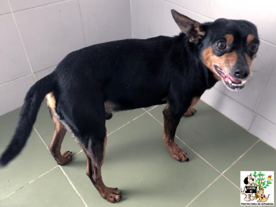 (Español) ADOPTADO (Español) ADOPTADO