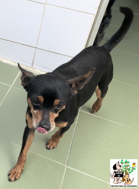 (Español) ADOPTADO (Español) ADOPTADO