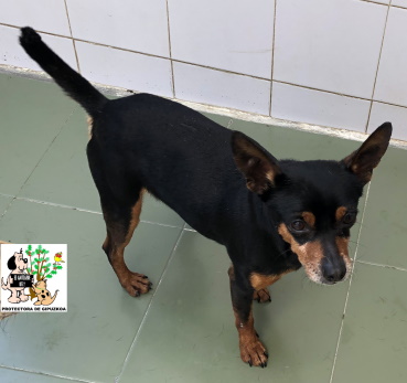 (Español) ADOPTADO (Español) ADOPTADO