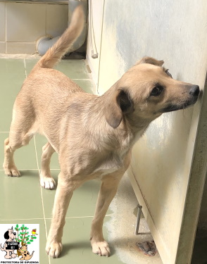 (Español) ADOPTADA (Español) ADOPTADA
