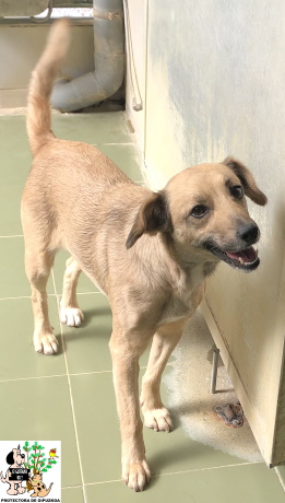 (Español) ADOPTADA (Español) ADOPTADA