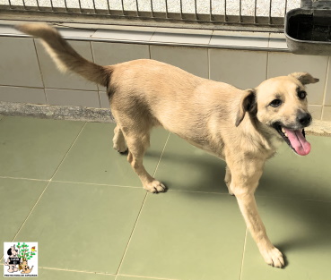 (Español) ADOPTADA (Español) ADOPTADA