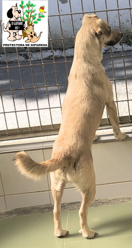 (Español) ADOPTADA (Español) ADOPTADA
