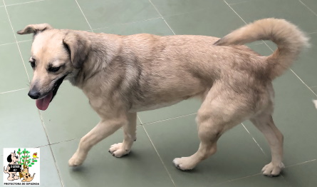 (Español) ADOPTADA (Español) ADOPTADA