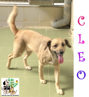 (Español) ADOPTADA (Español) ADOPTADA