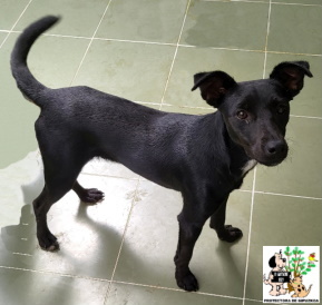 ADOPTADO