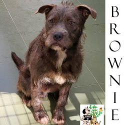 BROWNIE
