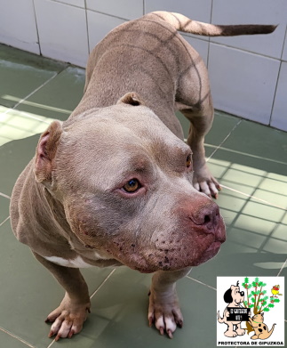 (Español) ADOPTADO (Español) ADOPTADO