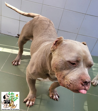 (Español) ADOPTADO (Español) ADOPTADO