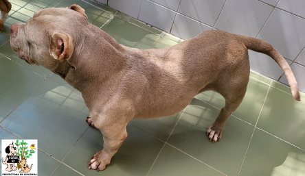 (Español) ADOPTADO (Español) ADOPTADO