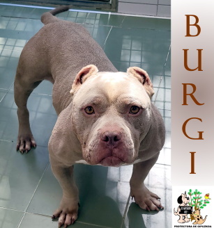 (Español) ADOPTADO (Español) ADOPTADO