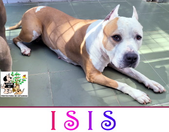 (Español) ISIS