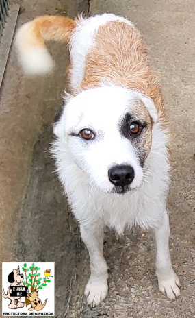 (Español) ADOPTADO (Español) ADOPTADO