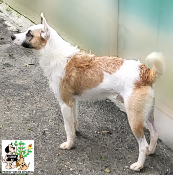 (Español) ADOPTADO (Español) ADOPTADO