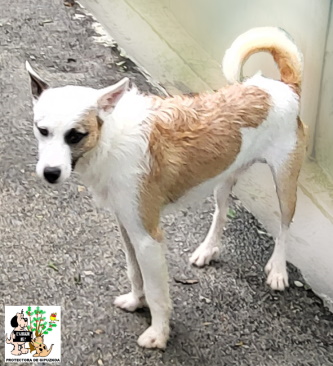 (Español) ADOPTADO (Español) ADOPTADO