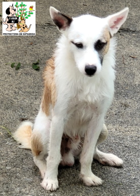 (Español) ADOPTADO (Español) ADOPTADO