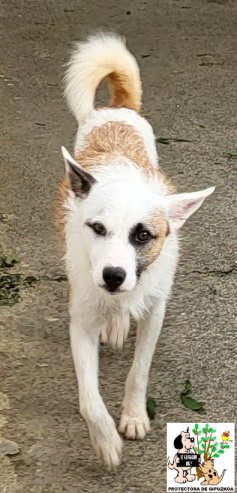 (Español) ADOPTADO (Español) ADOPTADO